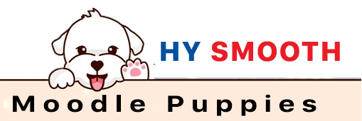 Smooth Moodle Puppies